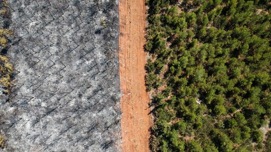 A track delimited burnt trees to a forest in Mugla district